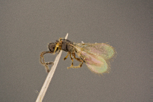  ( - BC-ZSM-HYM-26828-G01)  @11 [ ] CreativeCommons - Attribution Non-Commercial Share-Alike (2016) SNSB, Staatliche Naturwissenschaftliche Sammlungen Bayerns ZSM (SNSB, Zoologische Staatssammlung Muenchen)