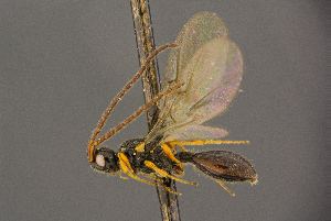  ( - BC-ZSM-HYM-26828-G03)  @11 [ ] CreativeCommons - Attribution Non-Commercial Share-Alike (2016) SNSB, Staatliche Naturwissenschaftliche Sammlungen Bayerns ZSM (SNSB, Zoologische Staatssammlung Muenchen)