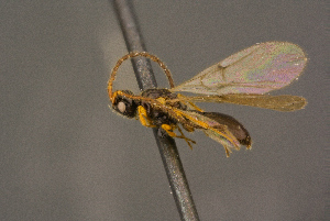  (Aneurhynchus sp. 9 - BC-ZSM-HYM-26828-G04)  @13 [ ] CreativeCommons - Attribution Non-Commercial Share-Alike (2016) SNSB, Staatliche Naturwissenschaftliche Sammlungen Bayerns ZSM (SNSB, Zoologische Staatssammlung Muenchen)