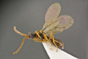  ( - BC-ZSM-HYM-26828-G05)  @11 [ ] CreativeCommons - Attribution Non-Commercial Share-Alike (2016) SNSB, Staatliche Naturwissenschaftliche Sammlungen Bayerns ZSM (SNSB, Zoologische Staatssammlung Muenchen)