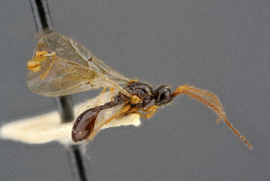  ( - BC-ZSM-HYM-26828-G06)  @11 [ ] CreativeCommons - Attribution Non-Commercial Share-Alike (2016) SNSB, Staatliche Naturwissenschaftliche Sammlungen Bayerns ZSM (SNSB, Zoologische Staatssammlung Muenchen)