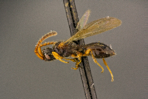  ( - BC-ZSM-HYM-26828-G10)  @11 [ ] CreativeCommons - Attribution Non-Commercial Share-Alike (2016) SNSB, Staatliche Naturwissenschaftliche Sammlungen Bayerns ZSM (SNSB, Zoologische Staatssammlung Muenchen)