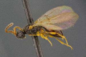  ( - BC-ZSM-HYM-26828-G11)  @11 [ ] CreativeCommons - Attribution Non-Commercial Share-Alike (2016) SNSB, Staatliche Naturwissenschaftliche Sammlungen Bayerns ZSM (SNSB, Zoologische Staatssammlung Muenchen)