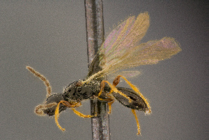  (Psilus submonilis - BC-ZSM-HYM-26828-H02)  @13 [ ] CreativeCommons - Attribution Non-Commercial Share-Alike (2016) SNSB, Staatliche Naturwissenschaftliche Sammlungen Bayerns ZSM (SNSB, Zoologische Staatssammlung Muenchen)