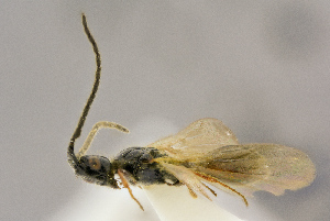  (Psilus fuscipennis - BC-ZSM-HYM-26828-H06)  @13 [ ] CreativeCommons - Attribution Non-Commercial Share-Alike (2016) SNSB, Staatliche Naturwissenschaftliche Sammlungen Bayerns ZSM (SNSB, Zoologische Staatssammlung Muenchen)