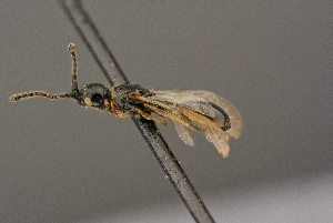  ( - BC-ZSM-HYM-26828-H07)  @11 [ ] CreativeCommons - Attribution Non-Commercial Share-Alike (2016) SNSB, Staatliche Naturwissenschaftliche Sammlungen Bayerns ZSM (SNSB, Zoologische Staatssammlung Muenchen)