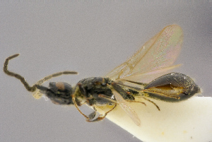  ( - BC-ZSM-HYM-26828-H08)  @11 [ ] CreativeCommons - Attribution Non-Commercial Share-Alike (2016) SNSB, Staatliche Naturwissenschaftliche Sammlungen Bayerns ZSM (SNSB, Zoologische Staatssammlung Muenchen)