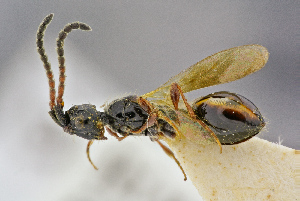  (Psilus depressus - BC-ZSM-HYM-26828-H10)  @11 [ ] CreativeCommons - Attribution Non-Commercial Share-Alike (2016) SNSB, Staatliche Naturwissenschaftliche Sammlungen Bayerns ZSM (SNSB, Zoologische Staatssammlung Muenchen)