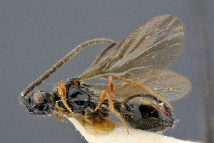  ( - BC-ZSM-HYM-26828-H11)  @11 [ ] CreativeCommons - Attribution Non-Commercial Share-Alike (2016) SNSB, Staatliche Naturwissenschaftliche Sammlungen Bayerns ZSM (SNSB, Zoologische Staatssammlung Muenchen)