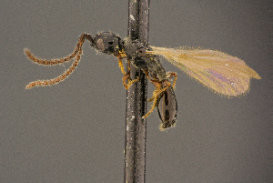  (Psilus caecutiens - BC-ZSM-HYM-26829-A01)  @13 [ ] CreativeCommons - Attribution Non-Commercial Share-Alike (2016) SNSB, Staatliche Naturwissenschaftliche Sammlungen Bayerns ZSM (SNSB, Zoologische Staatssammlung Muenchen)