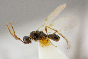  (Entomacis hajeki - BC-ZSM-HYM-26829-A06)  @11 [ ] CreativeCommons - Attribution Non-Commercial Share-Alike (2016) SNSB, Staatliche Naturwissenschaftliche Sammlungen Bayerns ZSM (SNSB, Zoologische Staatssammlung Muenchen)