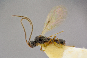  ( - BC-ZSM-HYM-26829-C05)  @11 [ ] CreativeCommons - Attribution Non-Commercial Share-Alike (2016) SNSB, Staatliche Naturwissenschaftliche Sammlungen Bayerns ZSM (SNSB, Zoologische Staatssammlung Muenchen)