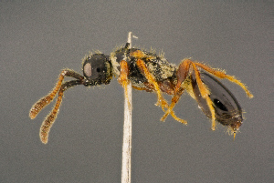  ( - BC-ZSM-HYM-26829-D07)  @11 [ ] CreativeCommons - Attribution Non-Commercial Share-Alike (2016) SNSB, Staatliche Naturwissenschaftliche Sammlungen Bayerns ZSM (SNSB, Zoologische Staatssammlung Muenchen)