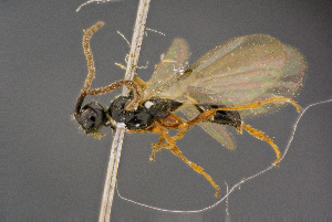  ( - BC-ZSM-HYM-26829-D09)  @11 [ ] CreativeCommons - Attribution Non-Commercial Share-Alike (2016) SNSB, Staatliche Naturwissenschaftliche Sammlungen Bayerns ZSM (SNSB, Zoologische Staatssammlung Muenchen)