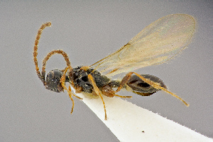  ( - BC-ZSM-HYM-26829-D10)  @11 [ ] CreativeCommons - Attribution Non-Commercial Share-Alike (2016) SNSB, Staatliche Naturwissenschaftliche Sammlungen Bayerns ZSM (SNSB, Zoologische Staatssammlung Muenchen)