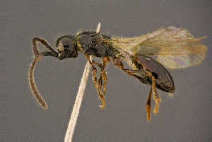  ( - BC-ZSM-HYM-26829-E10)  @11 [ ] CreativeCommons - Attribution Non-Commercial Share-Alike (2016) SNSB, Staatliche Naturwissenschaftliche Sammlungen Bayerns ZSM (SNSB, Zoologische Staatssammlung Muenchen)