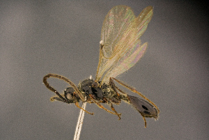  ( - BC-ZSM-HYM-26829-F01)  @11 [ ] CreativeCommons - Attribution Non-Commercial Share-Alike (2016) SNSB, Staatliche Naturwissenschaftliche Sammlungen Bayerns ZSM (SNSB, Zoologische Staatssammlung Muenchen)