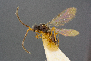  ( - BC-ZSM-HYM-26829-F04)  @11 [ ] CreativeCommons - Attribution Non-Commercial Share-Alike (2016) SNSB, Staatliche Naturwissenschaftliche Sammlungen Bayerns ZSM (SNSB, Zoologische Staatssammlung Muenchen)