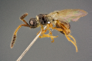 ( - BC-ZSM-HYM-26829-F10)  @11 [ ] CreativeCommons - Attribution Non-Commercial Share-Alike (2016) SNSB, Staatliche Naturwissenschaftliche Sammlungen Bayerns ZSM (SNSB, Zoologische Staatssammlung Muenchen)