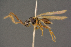  ( - BC-ZSM-HYM-26829-F11)  @11 [ ] CreativeCommons - Attribution Non-Commercial Share-Alike (2016) SNSB, Staatliche Naturwissenschaftliche Sammlungen Bayerns ZSM (SNSB, Zoologische Staatssammlung Muenchen)