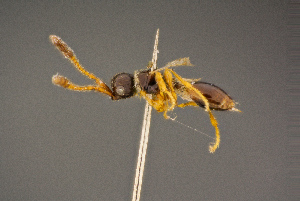  ( - BC-ZSM-HYM-26829-G10)  @11 [ ] CreativeCommons - Attribution Non-Commercial Share-Alike (2016) SNSB, Staatliche Naturwissenschaftliche Sammlungen Bayerns ZSM (SNSB, Zoologische Staatssammlung Muenchen)