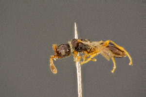  ( - BC-ZSM-HYM-26829-G11)  @11 [ ] CreativeCommons - Attribution Non-Commercial Share-Alike (2016) SNSB, Staatliche Naturwissenschaftliche Sammlungen Bayerns ZSM (SNSB, Zoologische Staatssammlung Muenchen)
