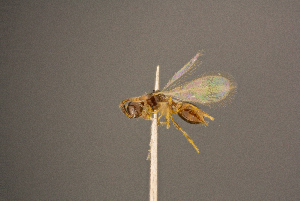  ( - BC-ZSM-HYM-26829-H09)  @11 [ ] CreativeCommons - Attribution Non-Commercial Share-Alike (2016) SNSB, Staatliche Naturwissenschaftliche Sammlungen Bayerns ZSM (SNSB, Zoologische Staatssammlung Muenchen)