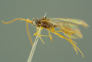  ( - BC-ZSM-HYM-27336-A02)  @13 [ ] CreativeCommons - Attribution Non-Commercial Share-Alike (2016) SNSB, Staatliche Naturwissenschaftliche Sammlungen Bayerns ZSM (SNSB, Zoologische Staatssammlung Muenchen)