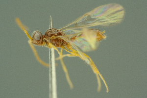  ( - BC-ZSM-HYM-27336-A03)  @13 [ ] CreativeCommons - Attribution Non-Commercial Share-Alike (2016) SNSB, Staatliche Naturwissenschaftliche Sammlungen Bayerns ZSM (SNSB, Zoologische Staatssammlung Muenchen)