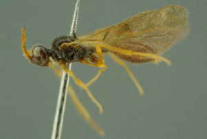  ( - BC-ZSM-HYM-27336-E03)  @11 [ ] CreativeCommons - Attribution Non-Commercial Share-Alike (2016) SNSB, Staatliche Naturwissenschaftliche Sammlungen Bayerns ZSM (SNSB, Zoologische Staatssammlung Muenchen)