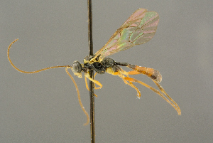  ( - BC-ZSM-HYM-27453-C01)  @11 [ ] CreativeCommons - Attribution Non-Commercial Share-Alike (2016) SNSB, Staatliche Naturwissenschaftliche Sammlungen Bayerns ZSM (SNSB, Zoologische Staatssammlung Muenchen)