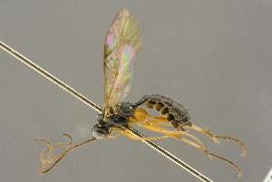  ( - BC-ZSM-HYM-27453-D06)  @11 [ ] CreativeCommons - Attribution Non-Commercial Share-Alike (2016) SNSB, Staatliche Naturwissenschaftliche Sammlungen Bayerns ZSM (SNSB, Zoologische Staatssammlung Muenchen)