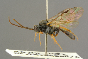  ( - BC-ZSM-HYM-27455-H06)  @14 [ ] CreativeCommons - Attribution Non-Commercial Share-Alike (2016) SNSB, Staatliche Naturwissenschaftliche Sammlungen Bayerns ZSM (SNSB, Zoologische Staatssammlung Muenchen)