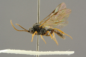  ( - BC-ZSM-HYM-27455-H08)  @11 [ ] CreativeCommons - Attribution Non-Commercial Share-Alike (2016) SNSB, Staatliche Naturwissenschaftliche Sammlungen Bayerns ZSM (SNSB, Zoologische Staatssammlung Muenchen)