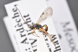  ( - BC-ZSM-HYM-27496-G08)  @12 [ ] CreativeCommons - Attribution Non-Commercial Share-Alike (2018) SNSB, Staatliche Naturwissenschaftliche Sammlungen Bayerns ZSM (SNSB, Zoologische Staatssammlung Muenchen)