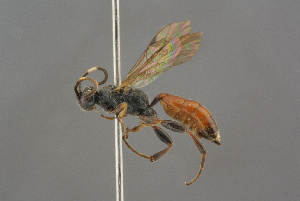  ( - BC-ZSM-HYM-27497-H03)  @13 [ ] CreativeCommons - Attribution Non-Commercial Share-Alike (2017) SNSB, Staatliche Naturwissenschaftliche Sammlungen Bayerns ZSM (SNSB, Zoologische Staatssammlung Muenchen)