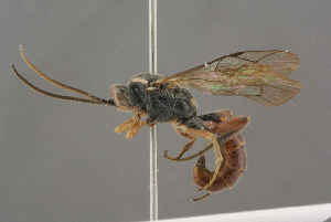  ( - BC-ZSM-HYM-27497-H04)  @13 [ ] CreativeCommons - Attribution Non-Commercial Share-Alike (2017) SNSB, Staatliche Naturwissenschaftliche Sammlungen Bayerns ZSM (SNSB, Zoologische Staatssammlung Muenchen)