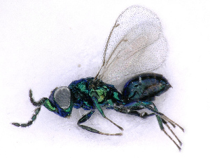  ( - BC-ZSM-HYM-27501-G10)  @11 [ ] CreativeCommons - Attribution Non-Commercial Share-Alike (2016) SNSB, Staatliche Naturwissenschaftliche Sammlungen Bayerns ZSM (SNSB, Zoologische Staatssammlung Muenchen)