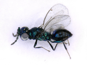  ( - BC-ZSM-HYM-27501-H01)  @11 [ ] CreativeCommons - Attribution Non-Commercial Share-Alike (2016) SNSB, Staatliche Naturwissenschaftliche Sammlungen Bayerns ZSM (SNSB, Zoologische Staatssammlung Muenchen)