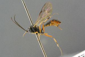  ( - BC-ZSM-HYM-27533-B06)  @11 [ ] CreativeCommons - Attribution Non-Commercial Share-Alike (2016) SNSB, Staatliche Naturwissenschaftliche Sammlungen Bayerns ZSM (SNSB, Zoologische Staatssammlung Muenchen)