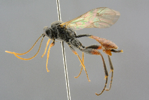  ( - BC-ZSM-HYM-27533-D11)  @13 [ ] CreativeCommons - Attribution Non-Commercial Share-Alike (2016) SNSB, Staatliche Naturwissenschaftliche Sammlungen Bayerns ZSM (SNSB, Zoologische Staatssammlung Muenchen)