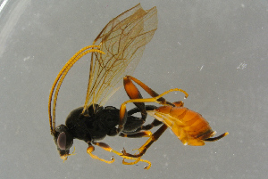  ( - BC-ZSM-HYM-27533-F04)  @13 [ ] CreativeCommons - Attribution Non-Commercial Share-Alike (2016) SNSB, Staatliche Naturwissenschaftliche Sammlungen Bayerns ZSM (SNSB, Zoologische Staatssammlung Muenchen)