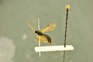  ( - BC-ZSM-HYM-27566-C04)  @11 [ ] CreativeCommons - Attribution Non-Commercial Share-Alike (2016) SNSB, Staatliche Naturwissenschaftliche Sammlungen Bayerns ZSM (SNSB, Zoologische Staatssammlung Muenchen)
