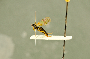  ( - BC-ZSM-HYM-27566-E08)  @11 [ ] CreativeCommons - Attribution Non-Commercial Share-Alike (2016) SNSB, Staatliche Naturwissenschaftliche Sammlungen Bayerns ZSM (SNSB, Zoologische Staatssammlung Muenchen)