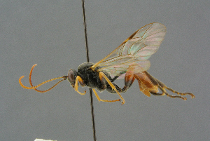  ( - BC-ZSM-HYM-27567-A01)  @13 [ ] CreativeCommons - Attribution Non-Commercial Share-Alike (2016) SNSB, Staatliche Naturwissenschaftliche Sammlungen Bayerns ZSM (SNSB, Zoologische Staatssammlung Muenchen)