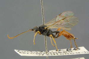  ( - BC-ZSM-HYM-27567-A02)  @14 [ ] CreativeCommons - Attribution Non-Commercial Share-Alike (2016) SNSB, Staatliche Naturwissenschaftliche Sammlungen Bayerns ZSM (SNSB, Zoologische Staatssammlung Muenchen)