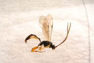 (Cratichneumon dissimilis - BC-ZSM-HYM-27591-C02)  @13 [ ] CreativeCommons - Attribution Non-Commercial Share-Alike (2015) SNSB, Zoologische Staatssammlung Muenchen SNSB, Zoologische Staatssammlung Muenchen