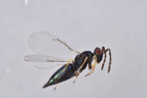  ( - BC-ZSM-HYM-29750-D12)  @12 [ ] CreativeCommons - Attribution Non-Commercial Share-Alike (2017) SNSB, Staatliche Naturwissenschaftliche Sammlungen Bayerns ZSM (SNSB, Zoologische Staatssammlung Muenchen)