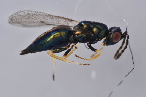  ( - BC-ZSM-HYM-29750-E03)  @12 [ ] CreativeCommons - Attribution Non-Commercial Share-Alike (2017) SNSB, Staatliche Naturwissenschaftliche Sammlungen Bayerns ZSM (SNSB, Zoologische Staatssammlung Muenchen)