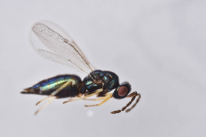  ( - BC-ZSM-HYM-29750-E05)  @12 [ ] CreativeCommons - Attribution Non-Commercial Share-Alike (2017) SNSB, Staatliche Naturwissenschaftliche Sammlungen Bayerns ZSM (SNSB, Zoologische Staatssammlung Muenchen)